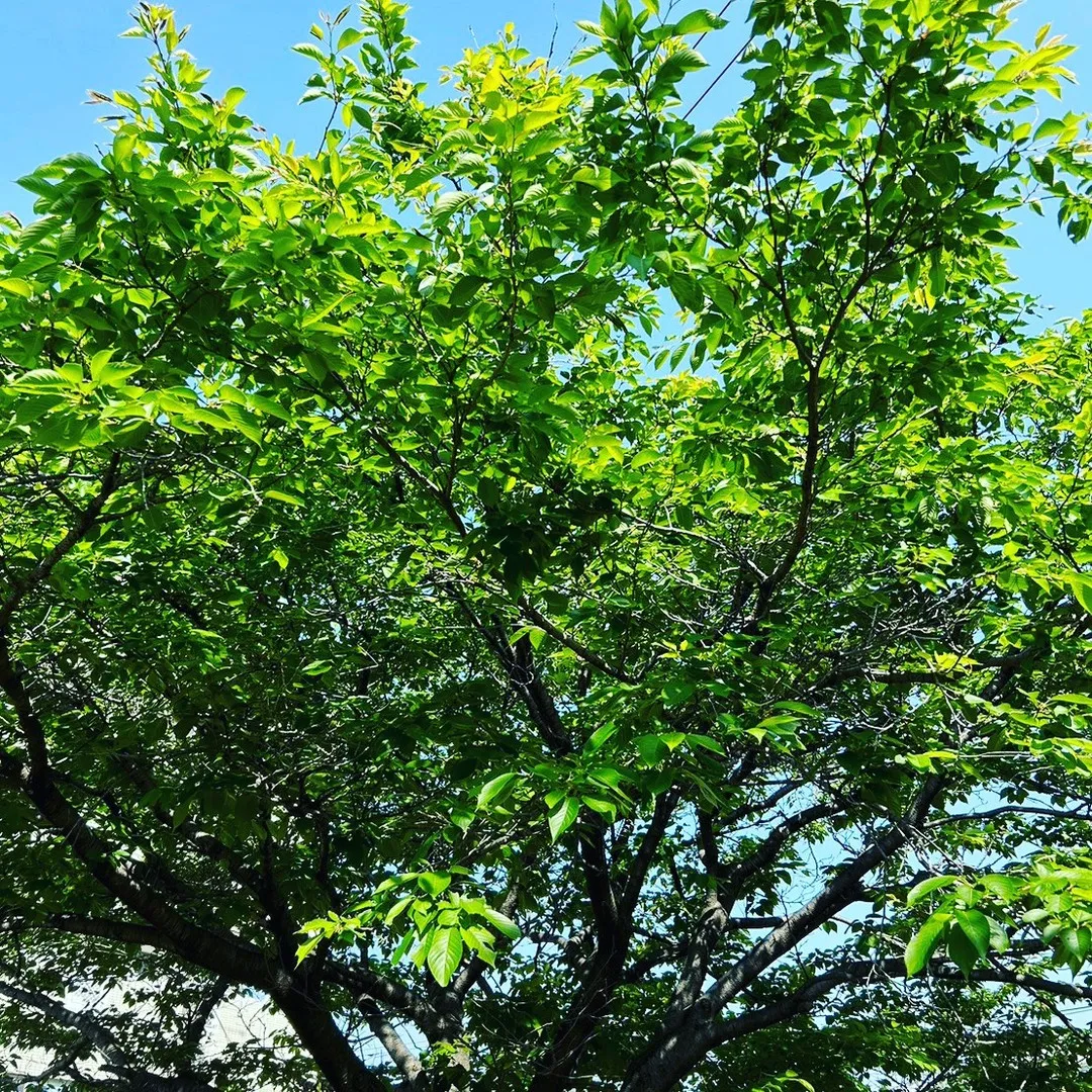 〘広島の高校受験〙武田高校